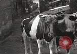 Standbild Juden Dombrowa Polen, 1940, aus Sekunde 20 historischem Filmmaterial Videoclip 65675063125