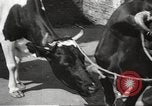 Standbild Juden Dombrowa Polen, 1940, aus Sekunde 37 historischem Filmmaterial Videoclip 65675063125