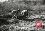 Image of clearing path United States USA, 1946, second 52 stock footage video 65675063130