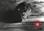 Image of Rubble and starvation after WW2 Europe, 1945, second 39 stock footage video 65675063142