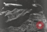 Image of Rubble and starvation after WW2 Europe, 1945, second 42 stock footage video 65675063142