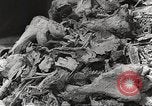 Image of victims of Nazi and Japanese atrocities in World War 2 Europe, 1945, second 28 stock footage video 65675063143