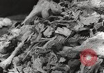 Image of victims of Nazi and Japanese atrocities in World War 2 Europe, 1945, second 29 stock footage video 65675063143