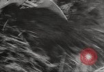 Image les victimes de guerre l'Europe, 1946, de la seconde 17 séquences d'archives historiques vidéo 65675063148
