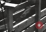Image les victimes de guerre l'Europe, 1946, de la seconde 24 séquences d'archives historiques vidéo 65675063148