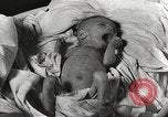 Image of war victims Europe, 1946, second 55 stock footage video 65675063149