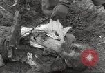 Image of victims of Flossenbürg Concentration Camp Flossenburg Germany, 1945, second 36 stock footage video 65675063168