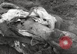 Image of victims of Flossenbürg Concentration Camp Flossenburg Germany, 1945, second 44 stock footage video 65675063168