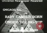Immagine di Bambini cammelli Chicago Illinois USA, 1933, secondo 1 filmato di repertorio 65675063205
