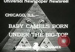 Immagine di Bambini cammelli Chicago Illinois USA, 1933, secondo 3 filmato di repertorio 65675063205