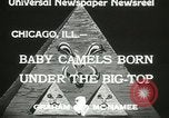 Immagine di Bambini cammelli Chicago Illinois USA, 1933, secondo 4 filmato di repertorio 65675063205
