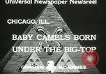Immagine di Bambini cammelli Chicago Illinois USA, 1933, secondo 5 filmato di repertorio 65675063205