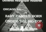 Immagine di Bambini cammelli Chicago Illinois USA, 1933, secondo 6 filmato di repertorio 65675063205