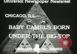 Immagine di Bambini cammelli Chicago Illinois USA, 1933, secondo 8 filmato di repertorio 65675063205