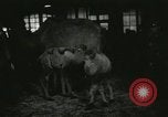 Immagine di Bambini cammelli Chicago Illinois USA, 1933, secondo 10 filmato di repertorio 65675063205