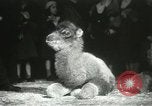 Immagine di Bambini cammelli Chicago Illinois USA, 1933, secondo 32 filmato di repertorio 65675063205