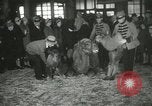 Immagine di Bambini cammelli Chicago Illinois USA, 1933, secondo 39 filmato di repertorio 65675063205