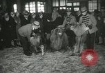 Immagine di Bambini cammelli Chicago Illinois USA, 1933, secondo 40 filmato di repertorio 65675063205