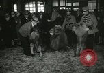 Immagine di Bambini cammelli Chicago Illinois USA, 1933, secondo 41 filmato di repertorio 65675063205
