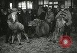 Immagine di Bambini cammelli Chicago Illinois USA, 1933, secondo 43 filmato di repertorio 65675063205