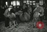 Immagine di Bambini cammelli Chicago Illinois USA, 1933, secondo 44 filmato di repertorio 65675063205