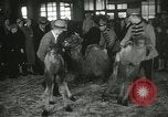 Immagine di Bambini cammelli Chicago Illinois USA, 1933, secondo 46 filmato di repertorio 65675063205