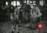 Immagine di Bambini cammelli Chicago Illinois USA, 1933, secondo 47 filmato di repertorio 65675063205