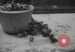 Immagine di Primavera a New York City a metà degli anni '60 New York City USA, 1965, secondo 10 filmato di repertorio 65675063253