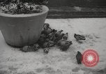 Immagine di Primavera a New York City a metà degli anni '60 New York City USA, 1965, secondo 11 filmato di repertorio 65675063253
