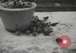 Immagine di Primavera a New York City a metà degli anni '60 New York City USA, 1965, secondo 12 filmato di repertorio 65675063253