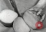 Image of farmlands Netherlands, 1940, second 59 stock footage video 65675063270
