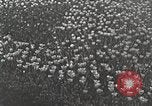 Image of farmlands Netherlands, 1940, second 61 stock footage video 65675063270