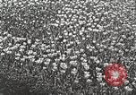 Image of farmlands Netherlands, 1940, second 62 stock footage video 65675063270