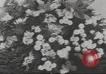 Image of Franklin Roosevelt grave at Springwood in Hyde Park New York United States USA, 1945, second 19 stock footage video 65675063398