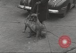 Image of kidnapping of Suzanne Degnan Chicago Illinois USA, 1945, second 38 stock footage video 65675063399