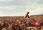 Image of Soldier standing guard at sandbagged post Honolulu Hawaii USA, 1942, second 20 stock footage video 65675063477