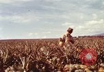 Image of Soldier standing guard at sandbagged post Honolulu Hawaii USA, 1942, second 21 stock footage video 65675063477