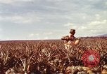 Image of Soldier standing guard at sandbagged post Honolulu Hawaii USA, 1942, second 22 stock footage video 65675063477
