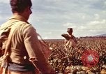 Image of Soldier standing guard at sandbagged post Honolulu Hawaii USA, 1942, second 23 stock footage video 65675063477