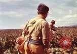 Image of Soldier standing guard at sandbagged post Honolulu Hawaii USA, 1942, second 24 stock footage video 65675063477