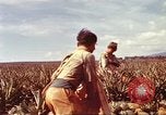Image of Soldier standing guard at sandbagged post Honolulu Hawaii USA, 1942, second 25 stock footage video 65675063477