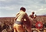Image of Soldier standing guard at sandbagged post Honolulu Hawaii USA, 1942, second 27 stock footage video 65675063477