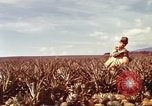 Image of Soldier standing guard at sandbagged post Honolulu Hawaii USA, 1942, second 30 stock footage video 65675063477