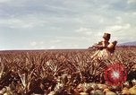 Image of Soldier standing guard at sandbagged post Honolulu Hawaii USA, 1942, second 31 stock footage video 65675063477
