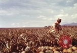 Image of Soldier standing guard at sandbagged post Honolulu Hawaii USA, 1942, second 33 stock footage video 65675063477