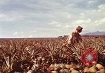 Image of Soldier standing guard at sandbagged post Honolulu Hawaii USA, 1942, second 34 stock footage video 65675063477