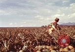 Image of Soldier standing guard at sandbagged post Honolulu Hawaii USA, 1942, second 35 stock footage video 65675063477