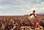 Image of Soldier standing guard at sandbagged post Honolulu Hawaii USA, 1942, second 36 stock footage video 65675063477