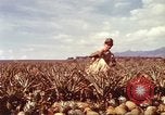 Image of Soldier standing guard at sandbagged post Honolulu Hawaii USA, 1942, second 39 stock footage video 65675063477