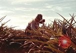Image of Soldier standing guard at sandbagged post Honolulu Hawaii USA, 1942, second 40 stock footage video 65675063477